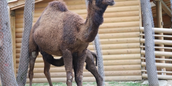 ormanya-nin-yeni-maskotu-sahra-1