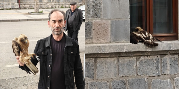Kars’ta yaralı şahin için nefes kesen kurtarma operasyonu!
