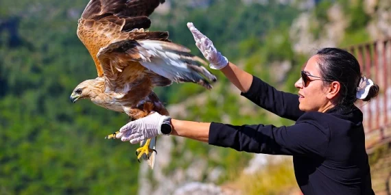Antalya’da kızıl şahin yeniden kanatlandı
