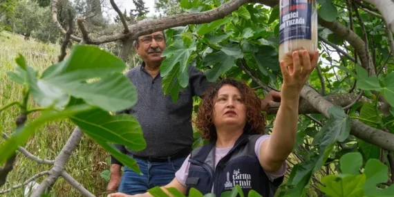 İncirde kalite kaybına karşı İzmir’de doğal mücadele