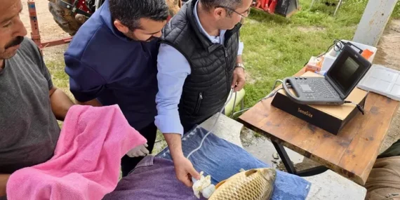 Milyonlarca yavru balık doğal sularla buluşuyor