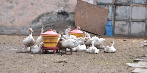 Kars’ın yerli kaz ırkını geleceğe taşımak için KAÜ ve yerel üretici el ele verdi