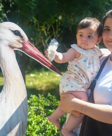 Ormanya’da yavru leylek Atlas’a sürpriz kutlama (4) (Büyük)