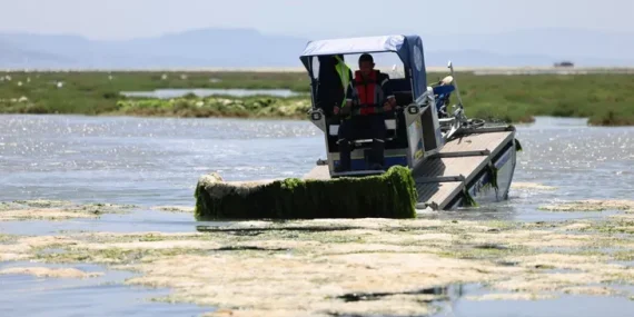 İzmir Büyükşehir’den Körfez’de deniz marulu temizliği