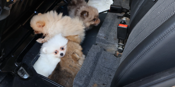 Kapıkule’de araçta gizlenen 5 yavru köpek ele geçirildi