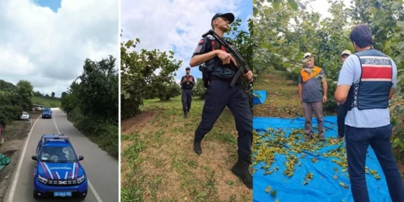 Kocaeli Jandarması fındık hırsızlığına karşı önlemlerini aldı
