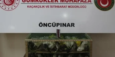 gumruk-muhafaza-dan-kacakciliga-darbe-2026-da-58-bin-519-canli-hayvan-kurtarildi-1785999955-604_large