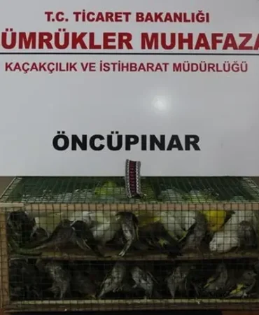 gumruk-muhafaza-dan-kacakciliga-darbe-2026-da-58-bin-519-canli-hayvan-kurtarildi-1785999955-604_large