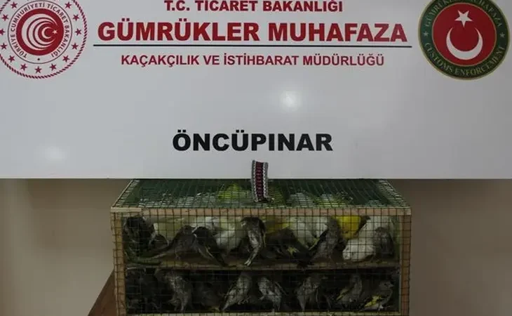gumruk-muhafaza-dan-kacakciliga-darbe-2026-da-58-bin-519-canli-hayvan-kurtarildi-1785999955-604_large
