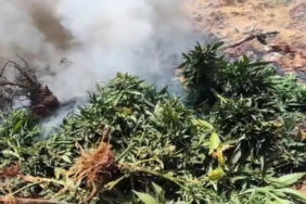 217-bin-608-kok-kenevir-ve-skunk-imha-edildi