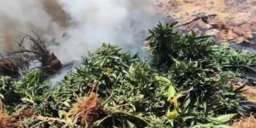 217-bin-608-kok-kenevir-ve-skunk-imha-edildi
