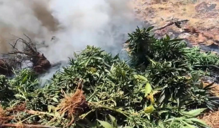217-bin-608-kok-kenevir-ve-skunk-imha-edildi